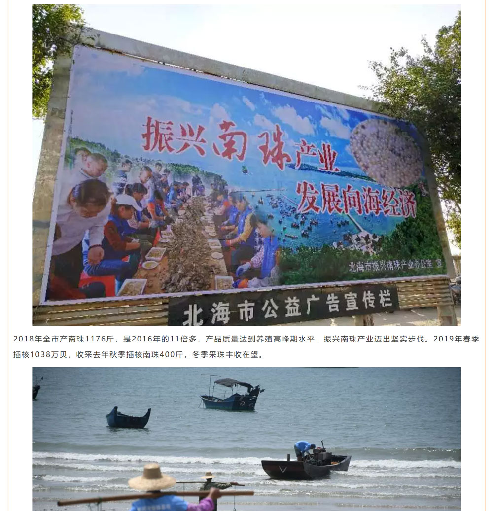 古老南珠，綻放異彩